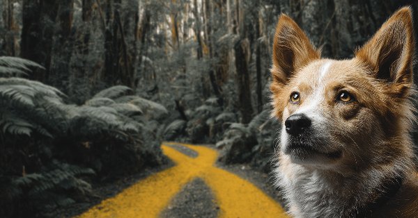 Алгоритм оптимизации динго — Dingo Optimization Algorithm (DOA)