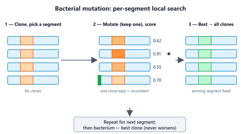 bacterial_mutation