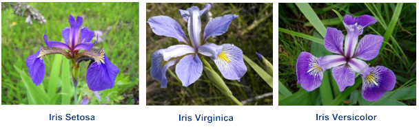 Figure 10. Iris flower