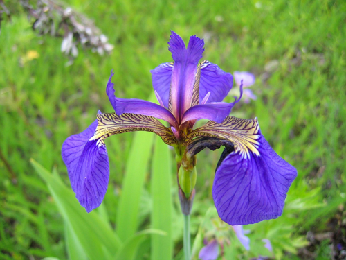 Рис.1. Iris setosa