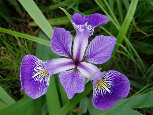 図3：Iris versicolor