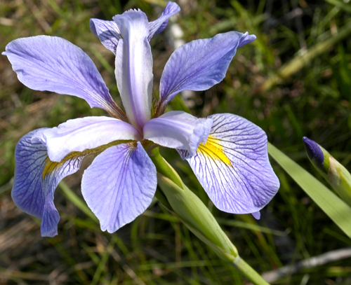 Abbildung 2. Schwertlilie (Iris virginica)