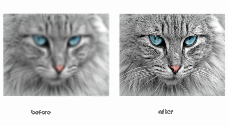 blurred cat vs non-blurred cat image