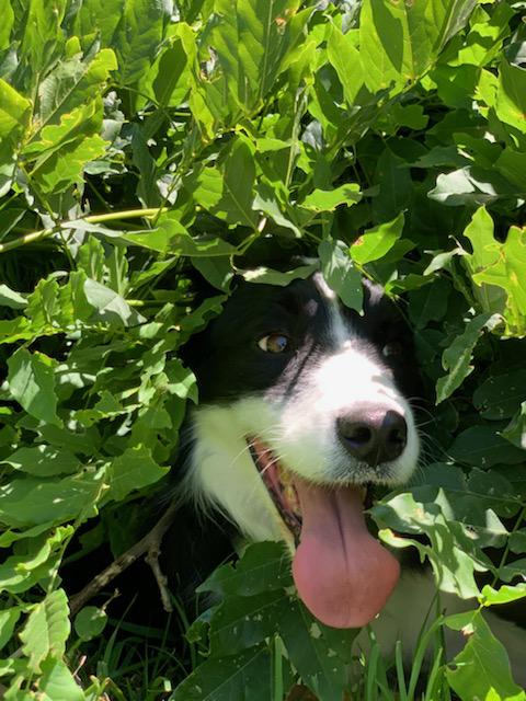 Dog behind a bush