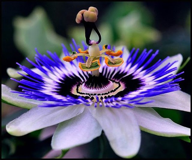 Gloriosa ist eine der ungewöhnlichsten und schönsten Pflanzen aus der Familie der Liliengewächse.