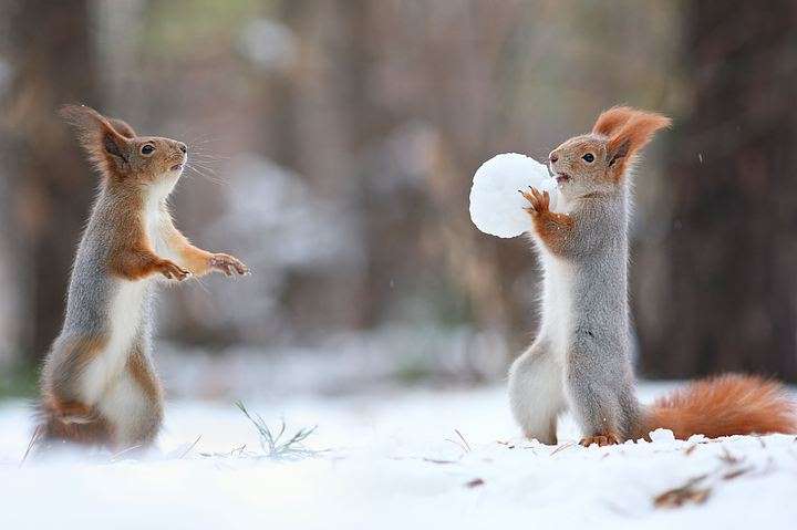 © Komsomolskaya Pravda "¡Atrapa la bola de nieve! Foto: Vadim Trunov.