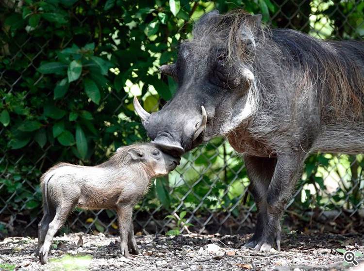 生まれたばかりのイボイノシシと母親（マイアミ動物園） - 写真：AP/TASS