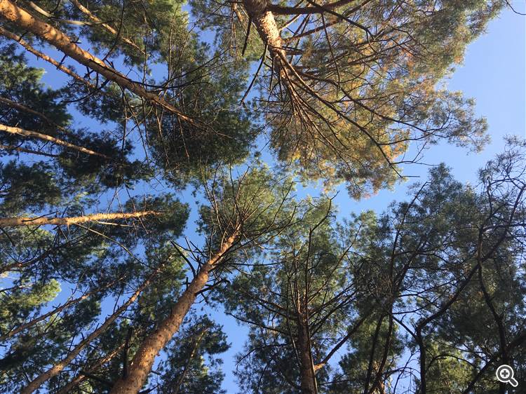 Nature. Pines. @barabashkakvn