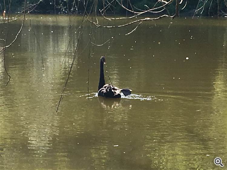 Con el calor, los cisnes reman con una pata y ponen la otra en el aire para refrescarse más. Foto @barabashkakvn