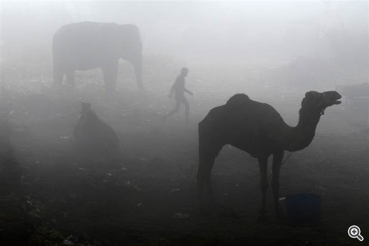 Верблюды в тумане