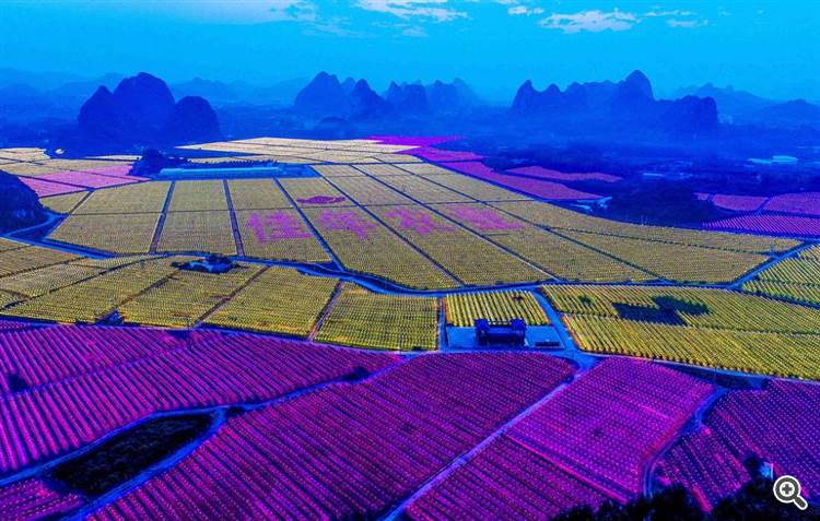 Una plantación de pitaya en la provincia china de Guangxi. Foto: Zuma/TASS