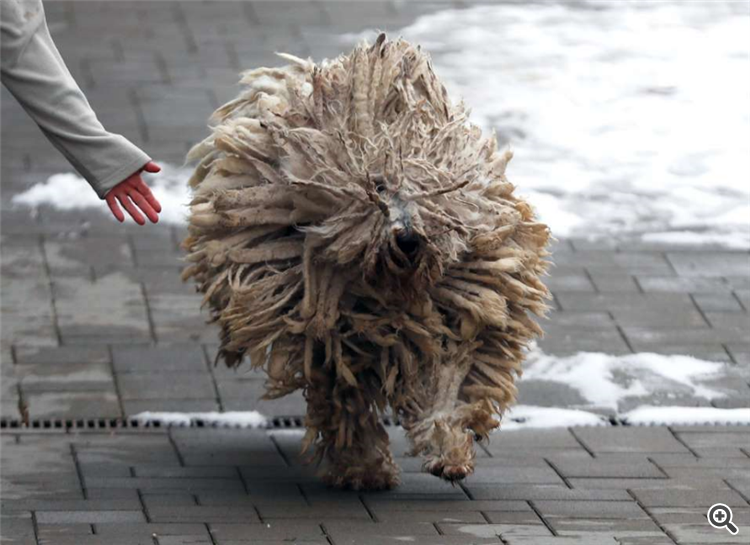 Hungarian shepherd dog on a walk Photo: Reuters