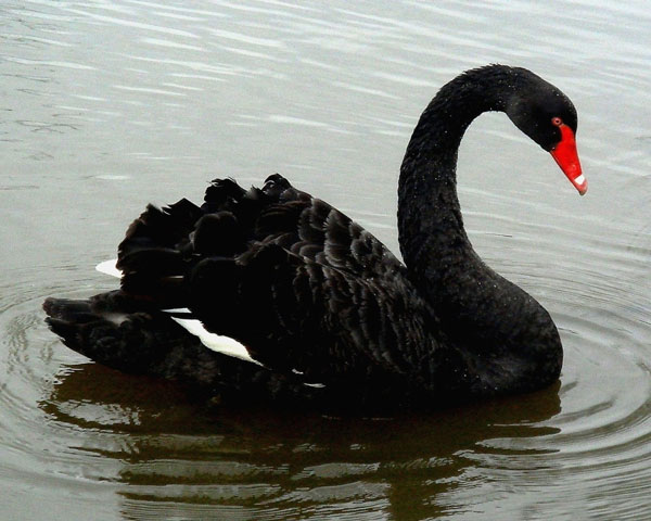 Cisne negro forex