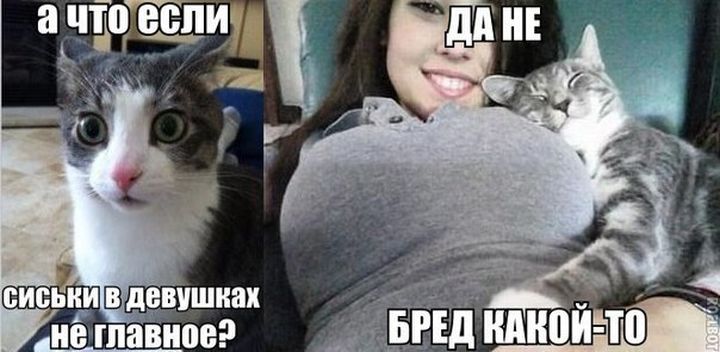 Хотите покажу киску. Мемы про котов. Покажи грудь прикол. Прикольные мемы с грудью.