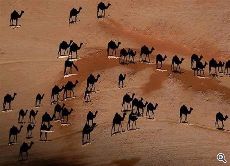 Всемирно известное фото верблюдов на закате