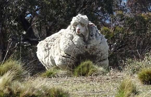 Chris, un mouflon australien, qui a produit plus de 40 kg de laine en deux ans.