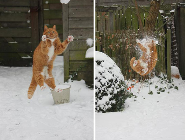 Apanhar a bola de neve, apanhar a bola de neve!!!