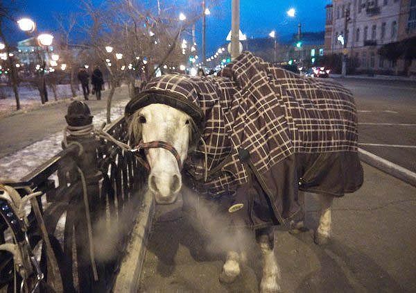 A horse in an overcoat!