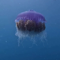 The Jellyfish Algo Fx
