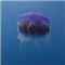 The Jellyfish Algo Fx