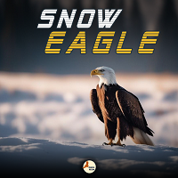 Snow Eagle