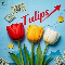 Tulips MT5