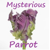 Mysterious Parrot