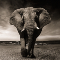 Elephant Candle MT5