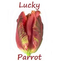 Lucky Parrot MT5