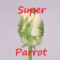 Super Parrot