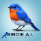 Birdie Ai
