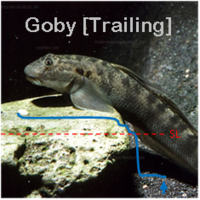 Goby Trailing
