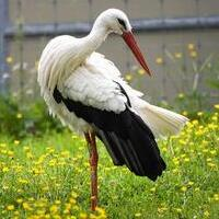 EA Stork