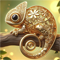 Golden Gecko