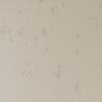 Turtle with Random Muting EA expert advisor logo for MT5