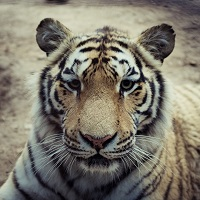 The Tiger EA