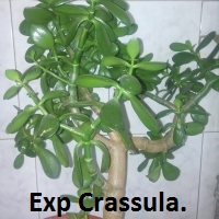 Exp Crassula