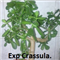 Exp Crassula