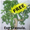 Exp Crasula free