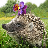 Euro Daily Hedgehog
