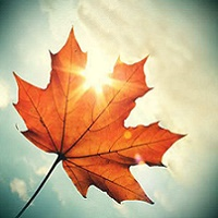 Canadian Forester