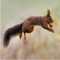 Golden Flying Squirrel
