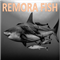 Remora fish
