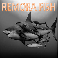 Remora fish Mt5
