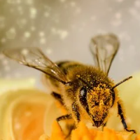 Bee Crazy Pro
