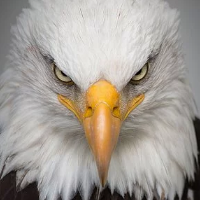 Eagle Scalper Pro