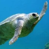 Sea Turtle Scalper Pro MT5