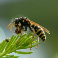 Wasp Crazy Pro