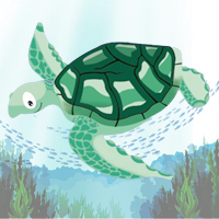 Way of Turtle