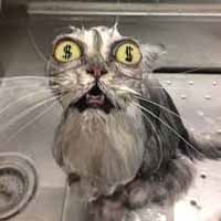 MrCat